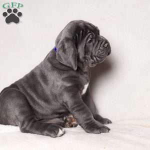 Gordo, Cane Corso Puppy
